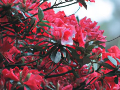 杜鹃花叶子干枯一碰就掉怎么补救？