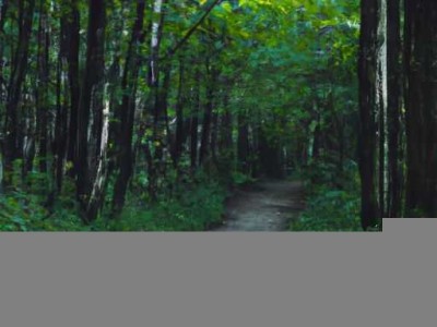 森林狼地板——打造自然、健康、环保的家居环境