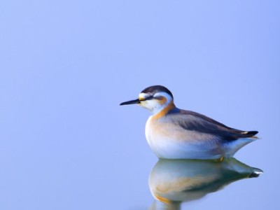 孕妇枕是否有必要购买?