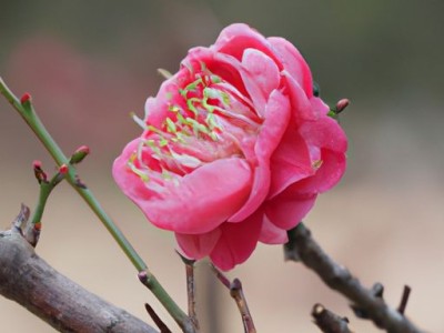 卫生间瓷砖品牌哪个好及卫生间瓷砖品牌哪个好用