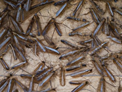 蒙古包蚊帐的使用及折叠收纳方法