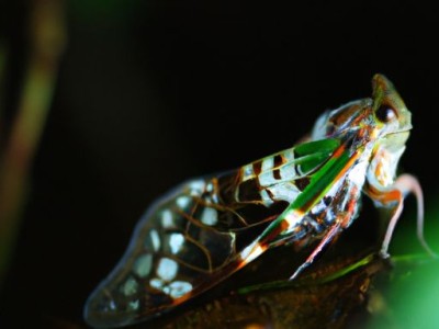 续断及续断的功效与作用