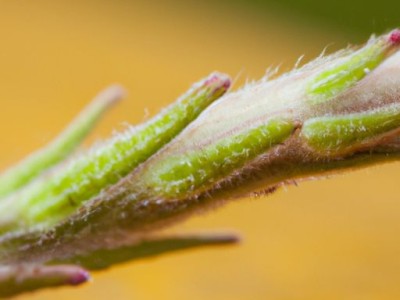 植绒及植绒是什么面料——探索这种独特的纺织品