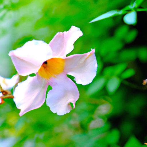 花菱草