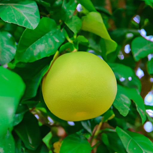 金丝柚木 金丝柚木