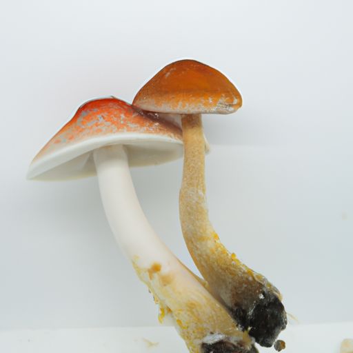 双孢蘑菇