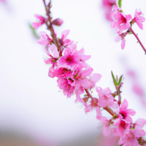 桃花心木