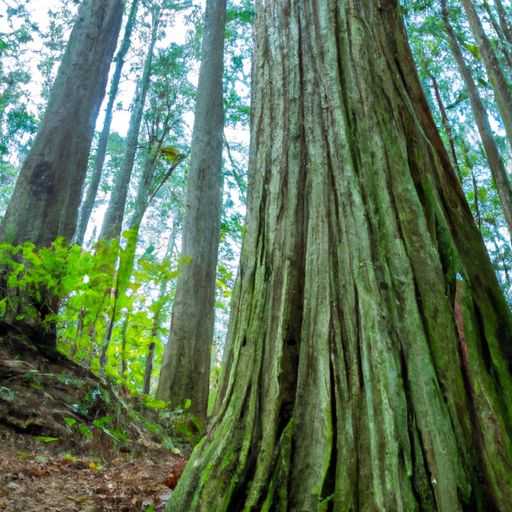 南方松防腐木 南方松防腐木