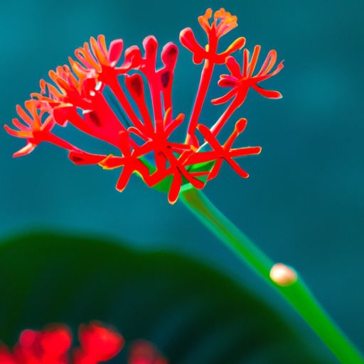 龙骨花