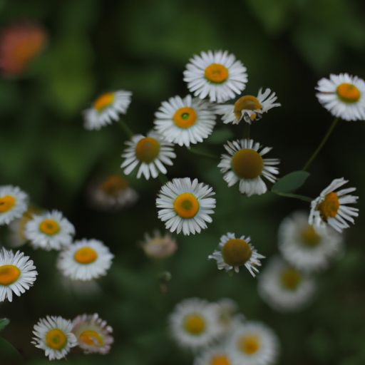 小雏菊