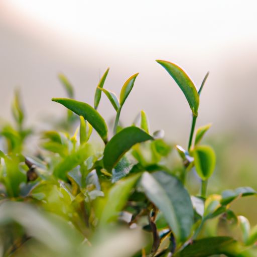 径山茶