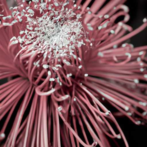 菊花枕