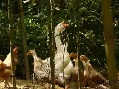 客厅瓷砖装修效果图片大全，打造舒适时尚的空间