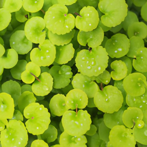 金钱草的作用 金钱草的作用